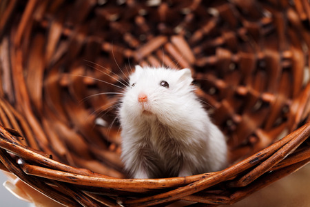 White mouse ina basket looking at cameraの写真素材