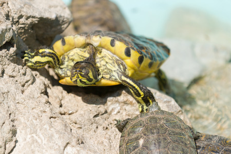 Turtlesの写真素材