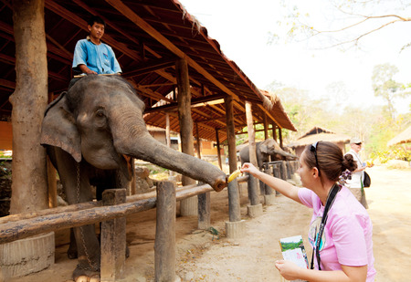 Maesa Elephant Camp, Thailand - March 07, 2011 : Young caucasian female tourist feeding an elephant in Maesa elephant camp [description:]Elephant rider waiting for tourists in Maesa elephant campのeditorial素材