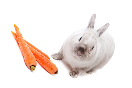 White rabbit with carrots isolated on white backgroundの写真素材