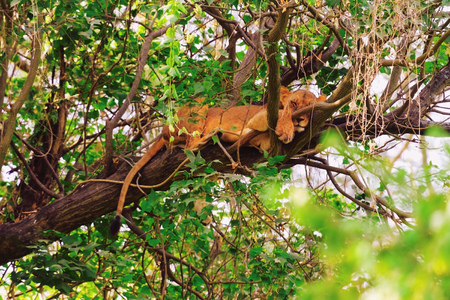 Lion sleeping on a tree in Amboseli, Kenyaの写真素材