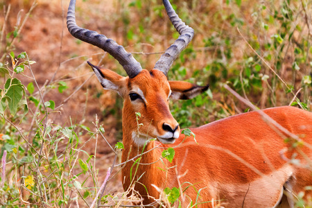 Male Impala eating grass, Nakuru Lake, Kenyaの写真素材