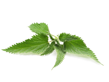Nettle on whiteの写真素材
