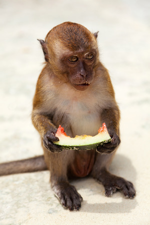An old macaque eating a piece of watermelonの写真素材