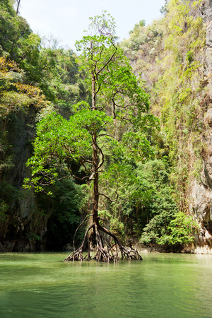 Roots of trees in the hongs of Pang Nga Bayの写真素材