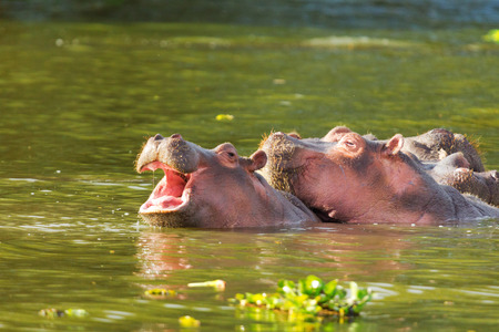 Hippopotamus showing over the waters of Lake Naivashaの写真素材