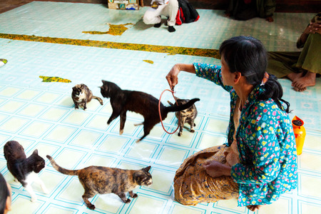 Heho, Myanmar - March 02, 2011 : Burmese woman performing a show with jumping cats trained by the monks. This performance which is now held by a woman instead by the monks can be seen several times a day.のeditorial素材