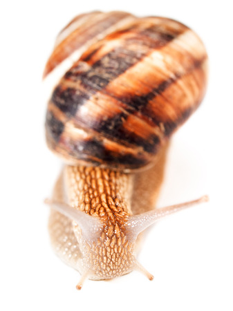 Snail isolated on whiteの写真素材