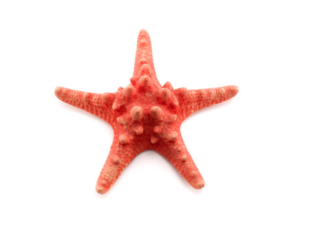 Red starfishの写真素材