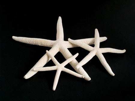 Starfish
