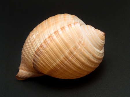 Shell
