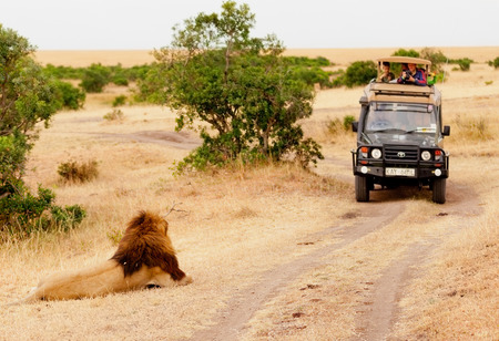 Masai Mara, Kenya - February 13, 2012 : Tourists in a safari jeep shooting one male lion lying near the roadのeditorial素材