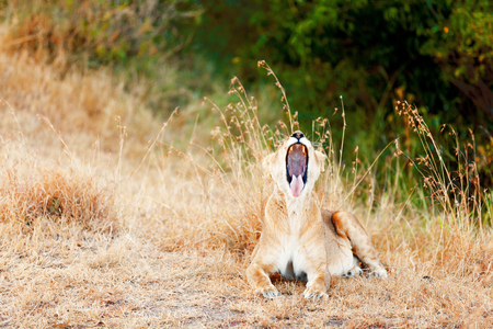Female lion sitting in the grass and yawning in Masai Mara, Kenyaの写真素材
