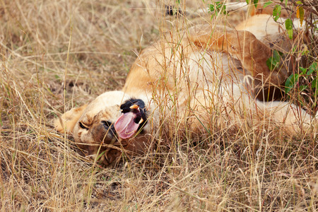 Female lion yawning in Masai Mara, Kenyaの写真素材