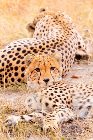 Two cheetahs lying in grass having a rest after eating in Masai Mara, Kenyaの写真素材