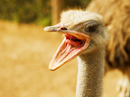 Ostrich with open beak close upの写真素材