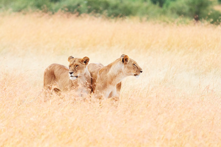 Two lionesses walking in grass in Masai Mara, Kenyaの写真素材