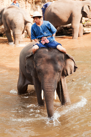 Maesa Elephant Camp, Thailand - March 07, 2011: Middle aged Thai elephant rider walking his elephant in the riverのeditorial素材