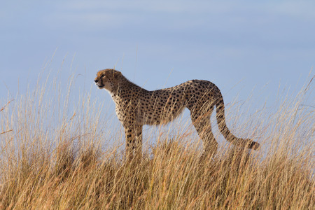 Male cheetah in high grass of Masai Mara, Kenya.の写真素材