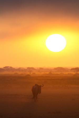 Sunset in Amboseli, Kenya. Silhouettes of gnu walking in front of the sun. Vertical shotの写真素材