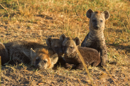 Babies spotted hyena cubs just come out from their hole early in the morning, sleeping on over another, Masai Maraの写真素材