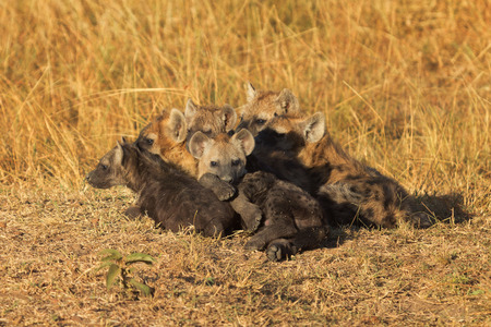 Babies spotted hyena cubs just come out from their hole early in the morning, sleeping on over another, Masai Maraの写真素材