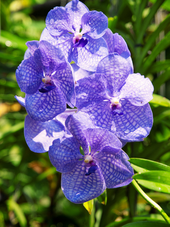 Blue Vanda orchid in Thailand garden. Green garden on background