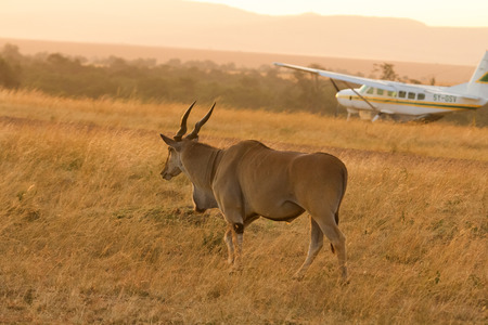 Eland antelope in front of an airplane in Masai Mara, Kenya.