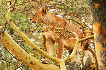 Lioness stalking prey on a tree in Nakuru national parkの写真素材