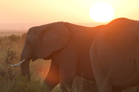 Typical african sunrise with elephants silhouettes in Masai Mara, Kenyaの写真素材