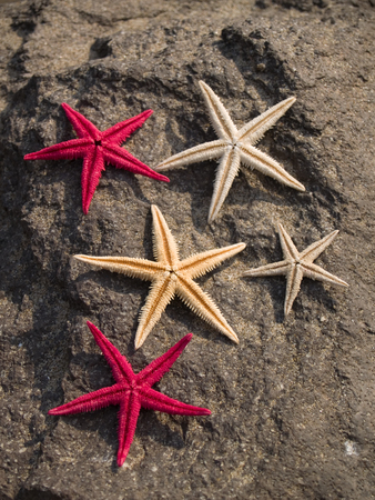 Starfishes on beachの写真素材