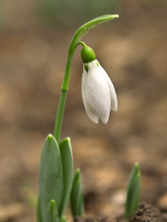 Snowdrop close-upの写真素材