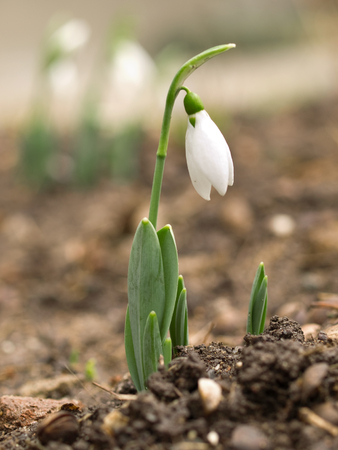 Snowdrop close-upの写真素材