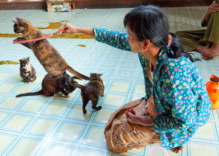 Heho, Myanmar - March 02, 2011 - Burmese woman performing a show with jumping cats trained by the monks. This performance which is now held by a woman instead by the monks can be seen several timesのeditorial素材