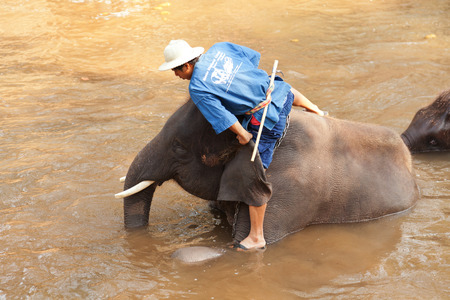 Chian Mai, Thailand - March 07, 2011 : Thai man bathing his elephant in a river near Maesa elephant campのeditorial素材
