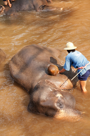 Chian Mai, Thailand - March 07, 2011 : Thai man bathing his elephant in a river near Maesa elephant campのeditorial素材