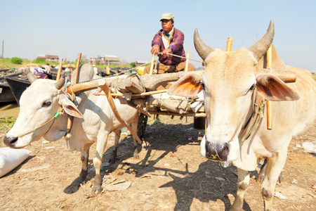 Heho, Myanmar - March 02, 2011 : Burmese man driving ox cart taxis on the dusty road near five day market on Inle Lakeのeditorial素材