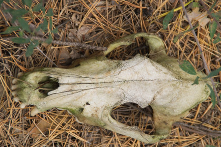 old dog skull detail in the autumn dark forest.の写真素材