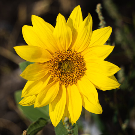 Beautiful yellow flower close up. Yellow petals and pith. Botanical Garden.の写真素材