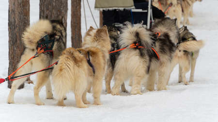 Preparing for a dog sled competition. Siberian huskies are harnessed to a sled ready to raceの写真素材
