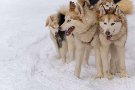 Sled dog racing with husky dogs, front view, close-upの写真素材