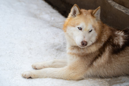 Close up photo of a husky dog. Siberian husky lies in the snow and is sad