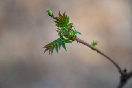 Swollen buds on a tree branch in spring. The first green buds on a tree branch in the garden. Spring...
