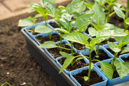 Pepper seedlings in plastic pots. Preparing and growing seedlings in early spring in a greenhouseの写真素材