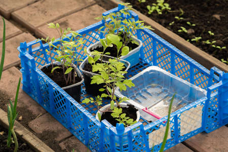 Seedlings in plastic pots. Preparing and growing seedlings in early spring in a greenhouse