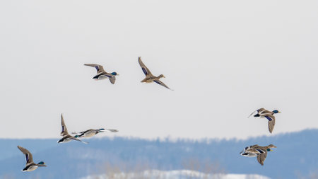A group of wild ducks flies across the blue sky. A flock of ducks, mallards and drakes flies flapping their wings.の写真素材