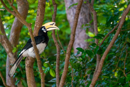 Portrait of a hornbill bird on the branches in the rainforest in asia.の写真素材
