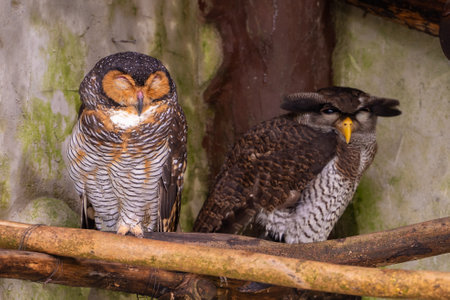 Young pair of owls sits on the branches of a treeの写真素材