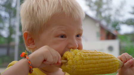 Little blond boy holds in his hands a large cob of boiled corn and eat it.の写真素材
