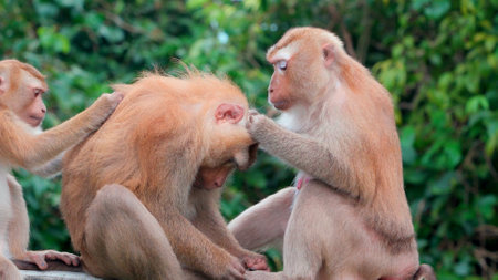 Family of red monkeys spends time on branches in forest during hot daytime hours.の写真素材